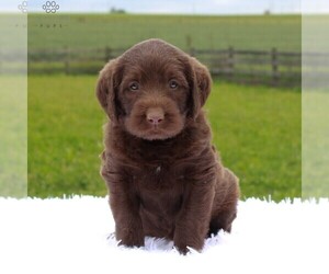 Labradoodle Puppy for sale in ELVERSON, PA, USA