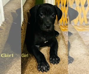 Great Dane Puppy for sale in WAYNESBORO, PA, USA