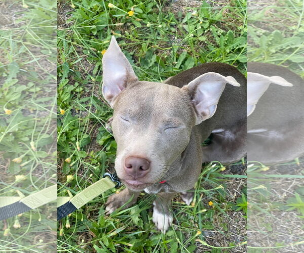 Medium Photo #4 Mutt Puppy For Sale in Mount Laurel, NJ, USA