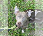 Small #3 Mutt