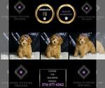 Small Photo #71 Maltipoo Puppy For Sale in WARSAW, IN, USA