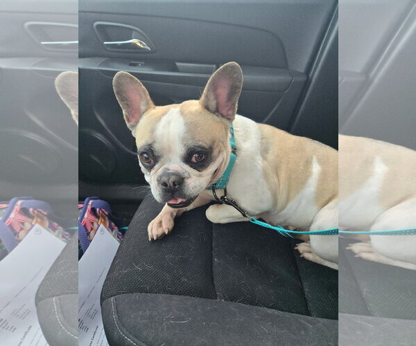 Medium Photo #3 French Bulldog Puppy For Sale in Fort Wayne, IN, USA