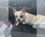 Small #2 French Bulldog