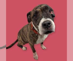 American Pit Bull Terrier Dogs for adoption in Bakersfield, CA, USA