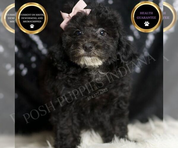 Medium Photo #5 Poodle (Miniature) Puppy For Sale in WARSAW, IN, USA