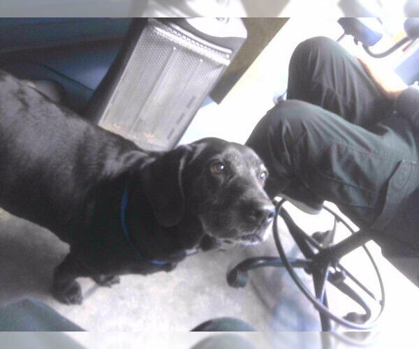 Medium Photo #1 Bassetdor Puppy For Sale in Tallahassee, FL, USA