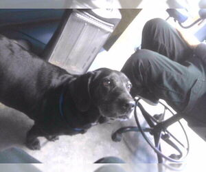 Bassetdor Dogs for adoption in Tallahassee, FL, USA