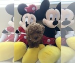 Small Photo #4 Poodle (Toy) Puppy For Sale in NORTH HILLS, CA, USA
