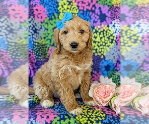 Goldendoodle (Miniature) Puppy for sale in KIRKWOOD, PA, USA