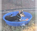 Small #3 Australian Shepherd-Rat Terrier Mix