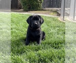 Small #4 Labrador Retriever