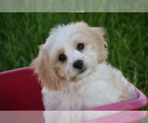Cavachon Puppy for sale in ELDORADO, OH, USA