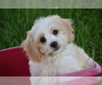 Small Cavachon