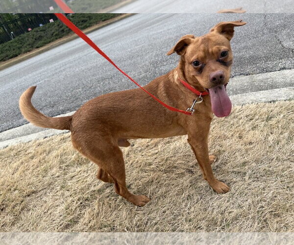 Medium Photo #3 Labrador Retriever-Unknown Mix Puppy For Sale in Ball Ground, GA, USA