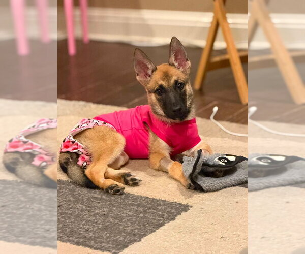 Medium Photo #2 Mutt Puppy For Sale in Imlay City, MI, USA
