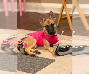 Wasabi- Located in Texas - Female Mutt Dog for Adoption - Photo #2