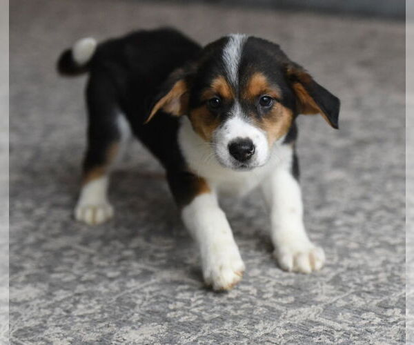 Medium Photo #3 Beagle-Border Collie Mix Puppy For Sale in Mechanicsburg, PA, USA