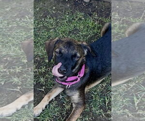 Mutt Dogs for adoption in San Diego, CA, USA
