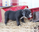 Small Photo #3 Bulldog Puppy For Sale in SHILOH, OH, USA