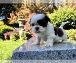 Small #22 Shih Tzu