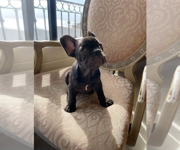 Medium Photo #6 French Bulldog Puppy For Sale in CHULA VISTA, CA, USA