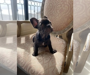 Medium French Bulldog