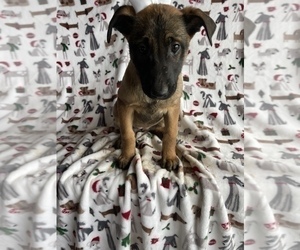 Belgian Malinois Puppy for Sale in LANCASTER, Pennsylvania USA