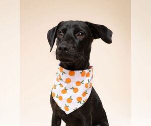 Rottweiler-Unknown Mix Dogs for adoption in miami, FL, USA