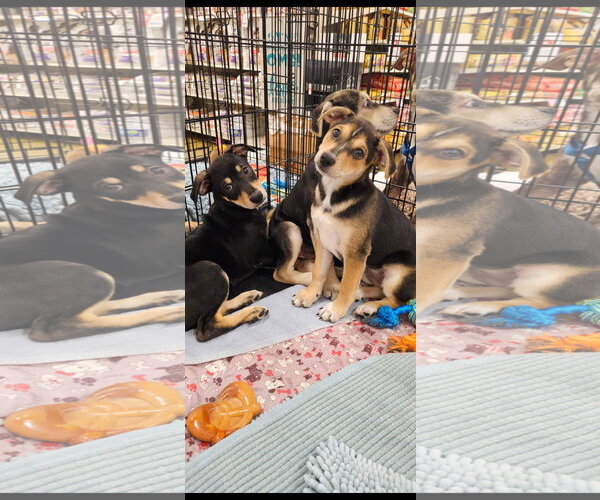 Medium Photo #4 Chihuahua-Retriever  Mix Puppy For Sale in Brooksville, FL, USA