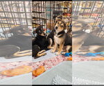 Small #3 Chihuahua-Retriever  Mix