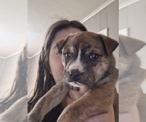 Boston Terrier-Siberian Husky Mix Puppy for sale in JOHNSON CITY, TN, USA