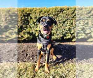 Rottweiler-Unknown Mix Dogs for adoption in Gretna, NE, USA