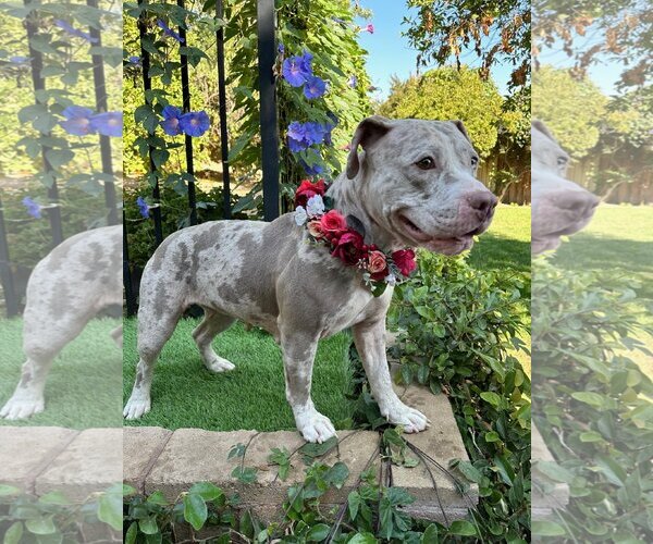 Medium Photo #11 American Pit Bull Terrier-Catahoula Leopard Dog Mix Puppy For Sale in Redlands, CA, USA