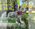 Small Photo #11 American Pit Bull Terrier-Catahoula Leopard Dog Mix Puppy For Sale in Redlands, CA, USA