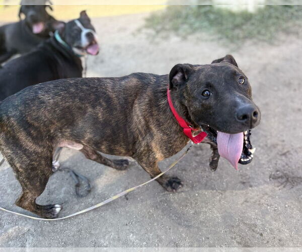 Medium Photo #2 American Pit Bull Terrier-Unknown Mix Puppy For Sale in Virginia Beach, VA, USA