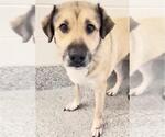 Small #2 Anatolian Shepherd Mix