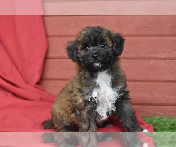 Medium Photo #1 Bichpoo Puppy For Sale in ELDORADO, OH, USA