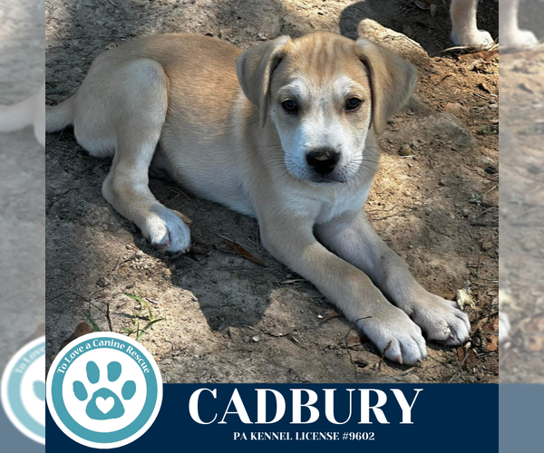Medium Photo #4 Labrenees Puppy For Sale in Kimberton, PA, USA