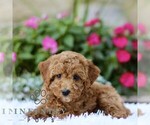 Small #1 Poodle (Toy)