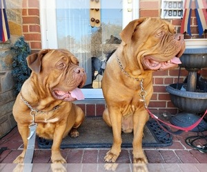Mother of the Dogue de Bordeaux puppies born on 02/22/2022