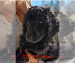 Small Photo #2 Poodle (Standard) Puppy For Sale in ARAB, AL, USA