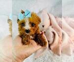 Small #27 Poodle (Toy)