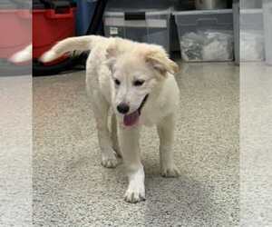 Great Pyrenees-Unknown Mix Dogs for adoption in Mechanicsburg, PA, USA