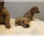 Small Photo #11 Golden Retriever Puppy For Sale in CHICAGO, IL, USA