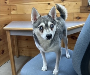 Mother of the Alaskan Klee Kai-Pomeranian Mix puppies born on 08/26/2025