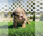 Small English Bulldog