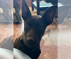 Tillie - Female Labrador Retriever-Unknown Mix Dog for Adoption - Photo #3