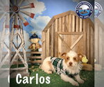 Small #2 Border Terrier-Parson Russell Terrier Mix