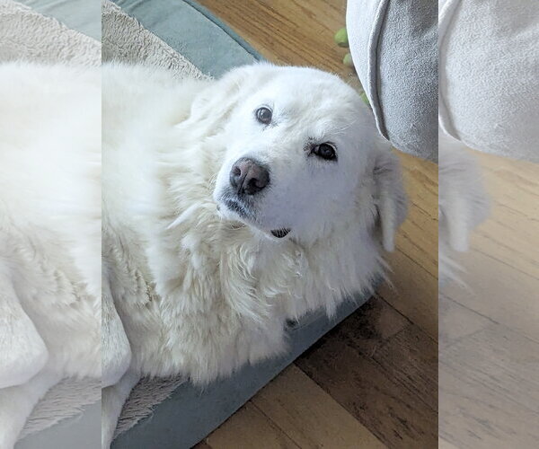 Medium Photo #8 Great Pyrenees Puppy For Sale in Spring, TX, USA