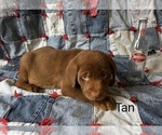 Small #3 Labrador Retriever